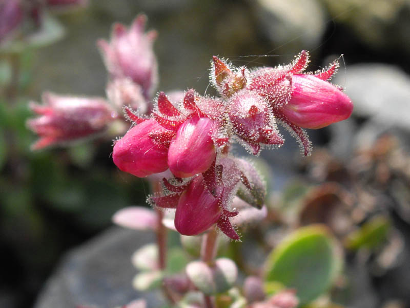 Penstemon newberryi en fleurs sur des surfaces rocheuses ensoleillées